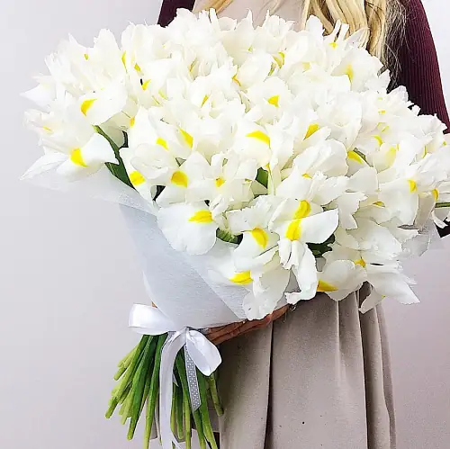 51 Белый Ирис в упаковке 