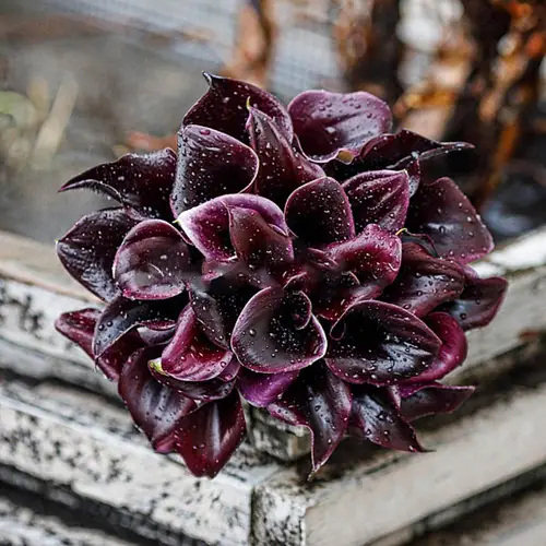 На фото №2 Букет невесты с фиолетовыми каллами 