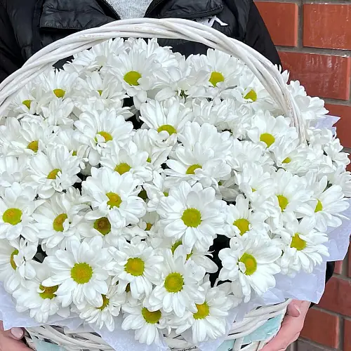 На фото №2 Снежные Хризантемы в Корзине