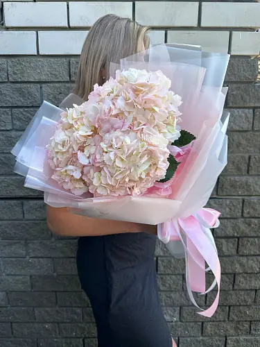 На фото №4 3 Гортензии в дизайнерской упаковке 