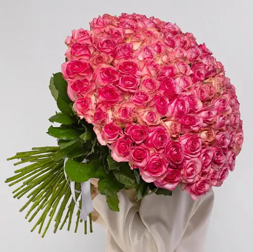 101 Розово-Белая Роза 