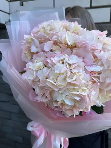 На фото №3 3 Гортензии в дизайнерской упаковке 