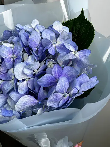 На фото №3 Букет из голубой гортензии
