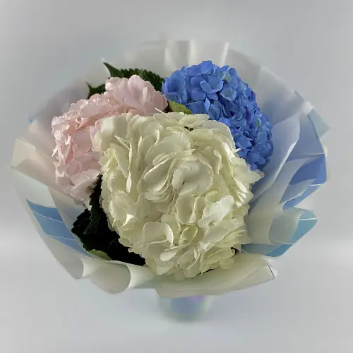 3 Разноцветные Гортензии