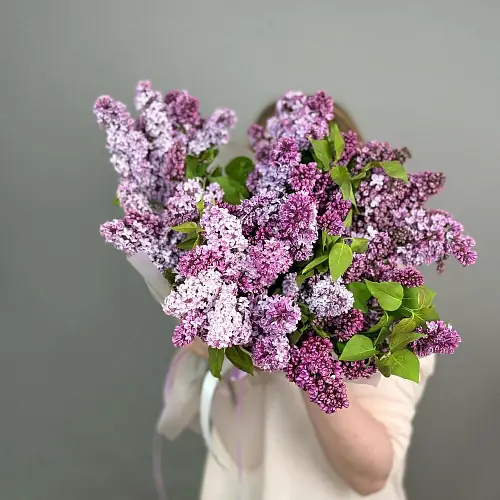 15 веток сирени в дизайнерской упаковке