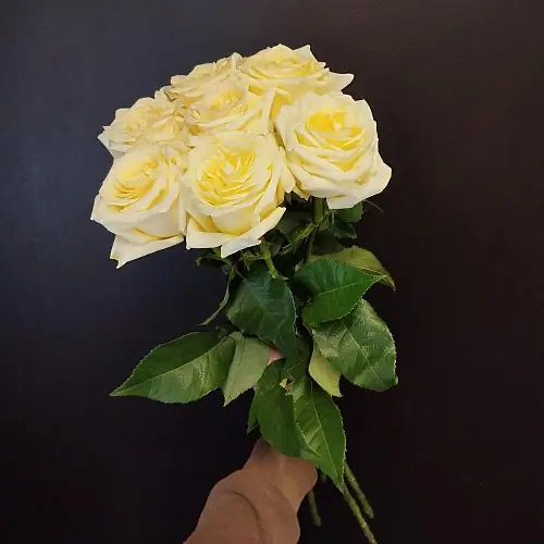 На фото №2 7 Пионовидных кремовых роз (Эквадор) 