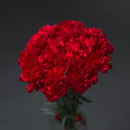 На фото №2 15 Красных Гвоздик