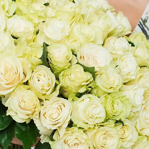 На фото №2 51 Элитной роза Mondial (Эквадор)