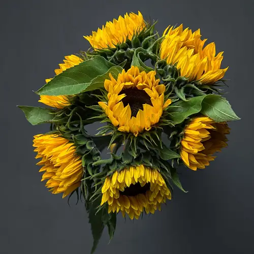 На фото №3 Букет "7 Подсолнухов"