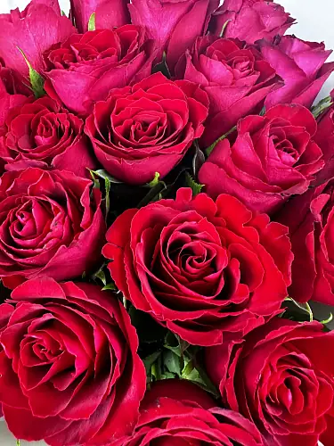 На фото №6 21 Красная роза в дизайнерской упаковке