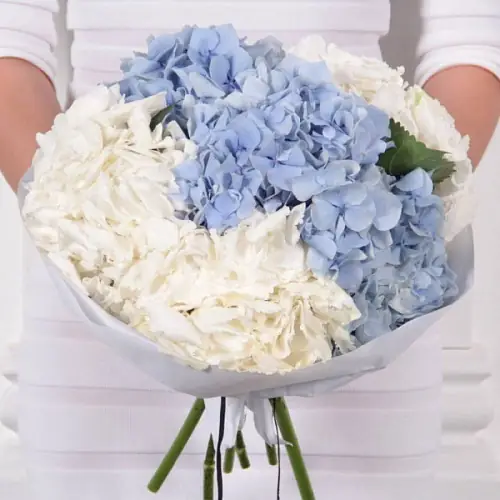 7 Бело-Голубых Гортензий