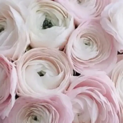 На фото №2 15 Ранункулюсов