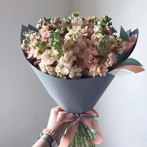 21 Кремовая Маттиола в упаковке