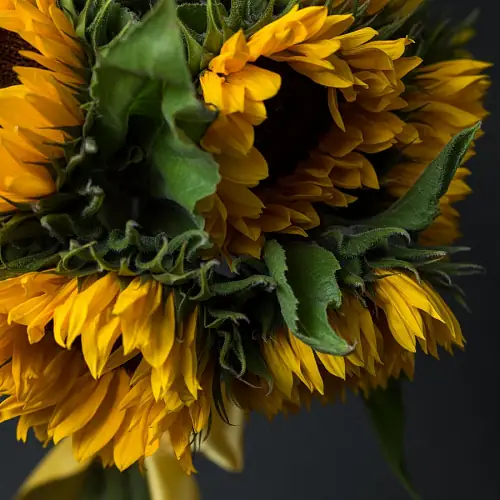 На фото №5 15 Подсолнухов