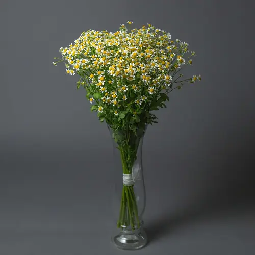 15 Кустовых Ромашек