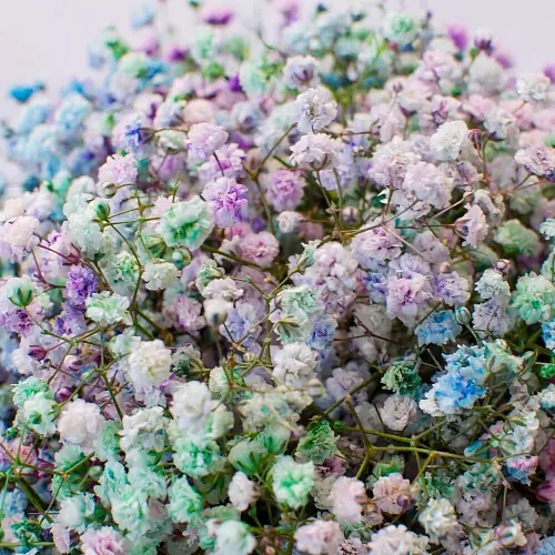 На фото №3 Радужная гипсофила для невесты