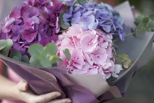 На фото №4 3 Разноцветные Гортензии в дизайнерской упаковке