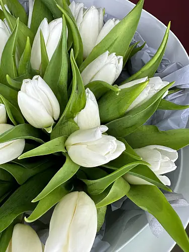 На фото №4 Букет живых цветов из 21 Белого тюльпана в дизайнерской упаковке