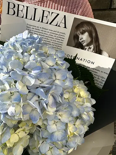 На фото №4 Букет живых цветов из 3 голубых гортензий в дизайнерской упаковке