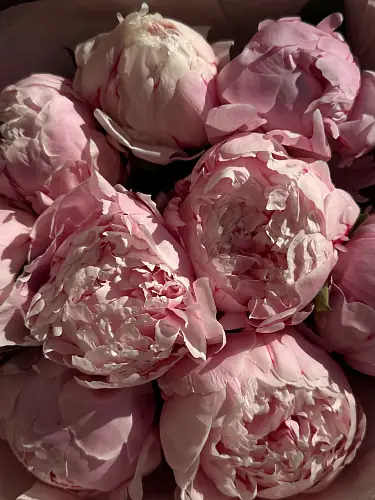 На фото №4 Букет из 9 нежных пионов 