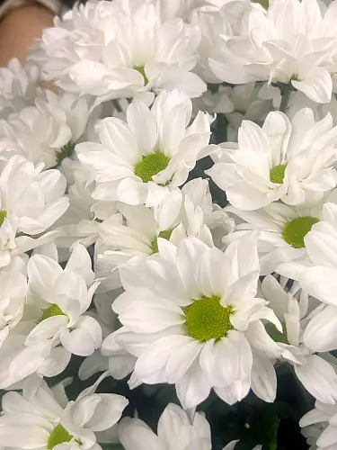 На фото №4 Букет из 7 кустовых хризантем