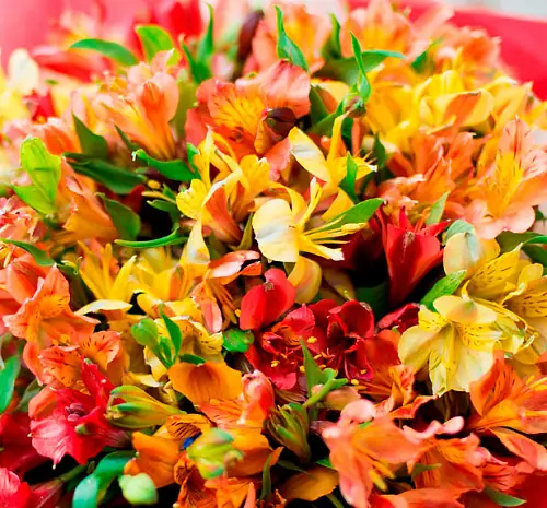 На фото №3 Букет микс из 17 альстромерий