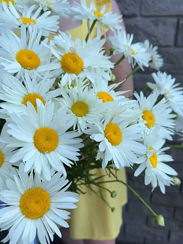 На фото №2 Букет Ромашки