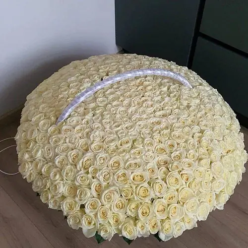 501 Роза белого цвета премиум